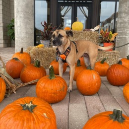 Join us TONIGHT from 5 to 7 PM for our Fall Festival! Look how cute our furry resident is! She’s getting a sneak peek of tonight’s festivities 🍂🍁🎃
• 
•
•
•
•
•
#saltwater #pool #yearround #naturallighting #kitchen #hugewindows #builtinshelving #storage #walkincloset #lovewhereyoulive #walkability #redstone #premierliving #indianland #dontrenewlivebrandnew #wereallydohaveitall #southeastbeastmode Instagram post from @courtatredstone on October 07, 2021 13:30:12pm